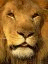 Bouncers avatar